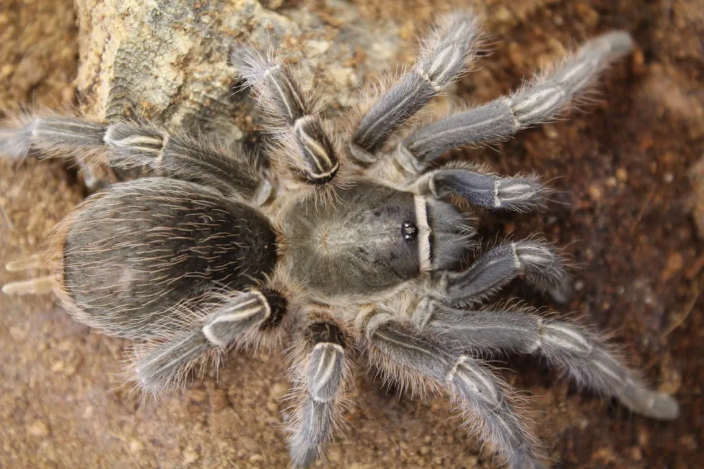 24367 tarantula cleaning