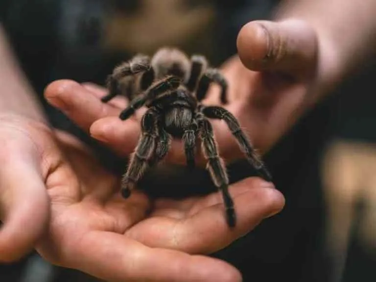 24367 tarantula habitat