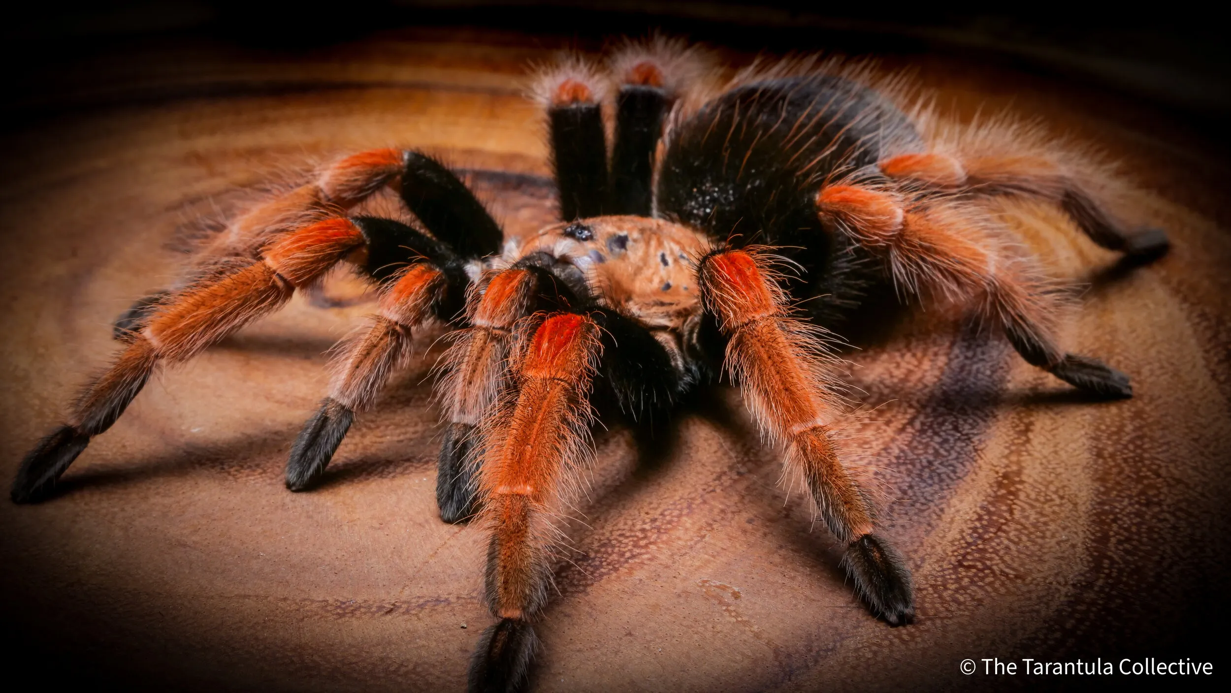 /img/24367-tarantula-substrate.webp