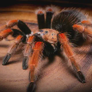 /img/24367-tarantula-substrate.webp