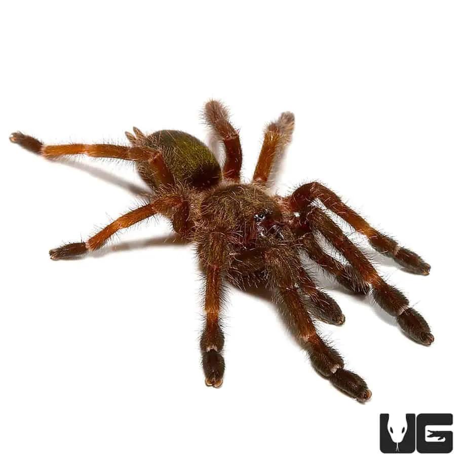 /img/24368-costa-rican-black-tarantula-conservation.webp