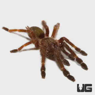 /img/24368-costa-rican-black-tarantula-conservation.webp