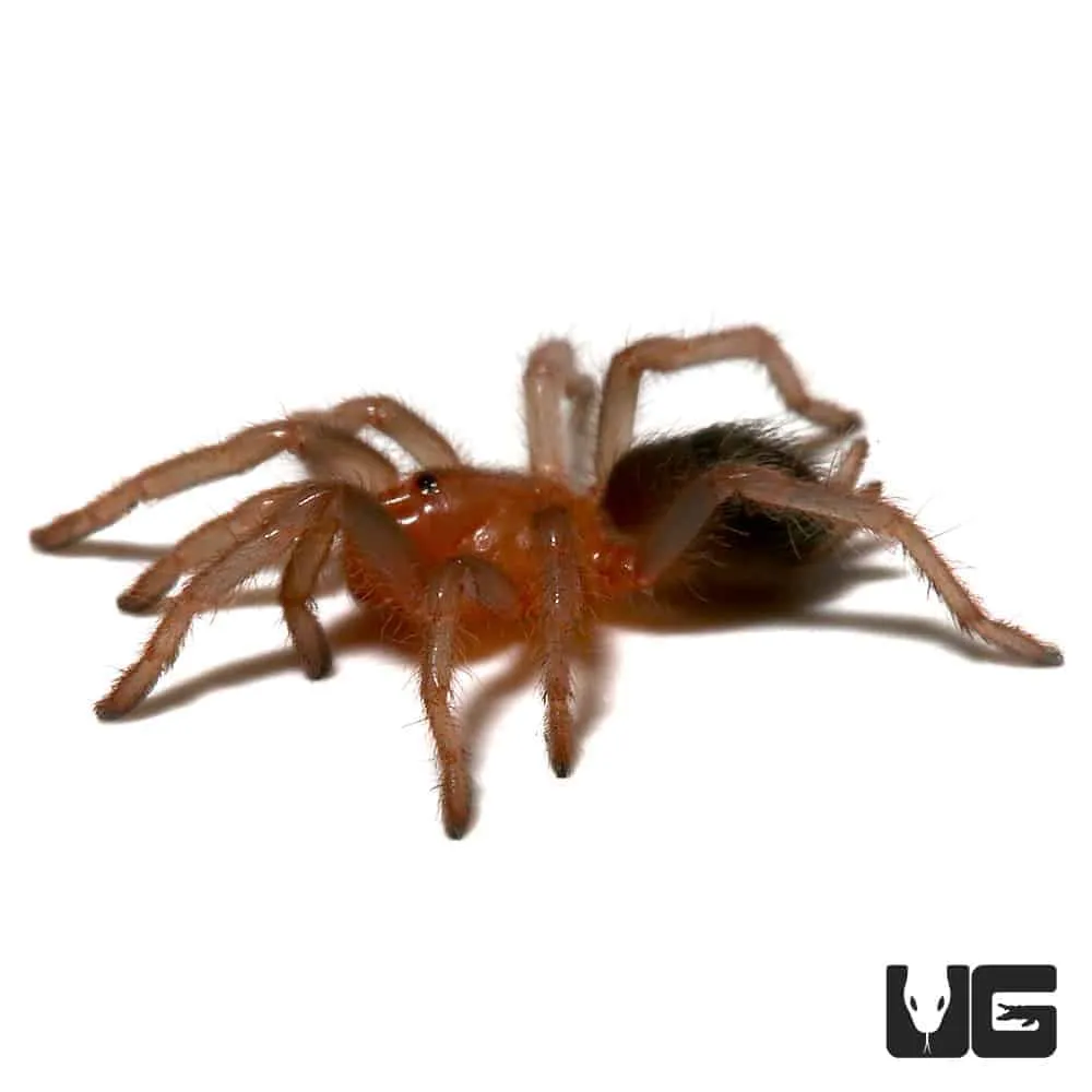24368 costa rican black tarantula defensive mechanism