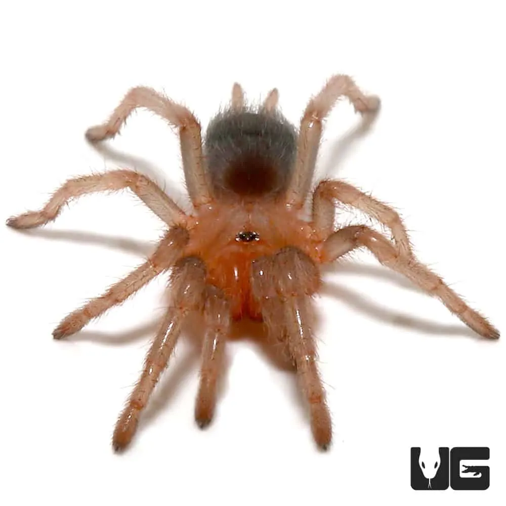 24368 costa rican black tarantula feeding