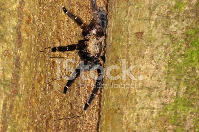 24368 costa rican black tarantula habitat