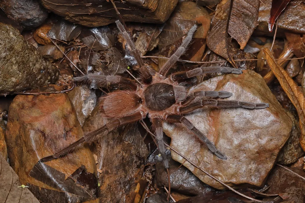 24368 costa rican black tarantula overview