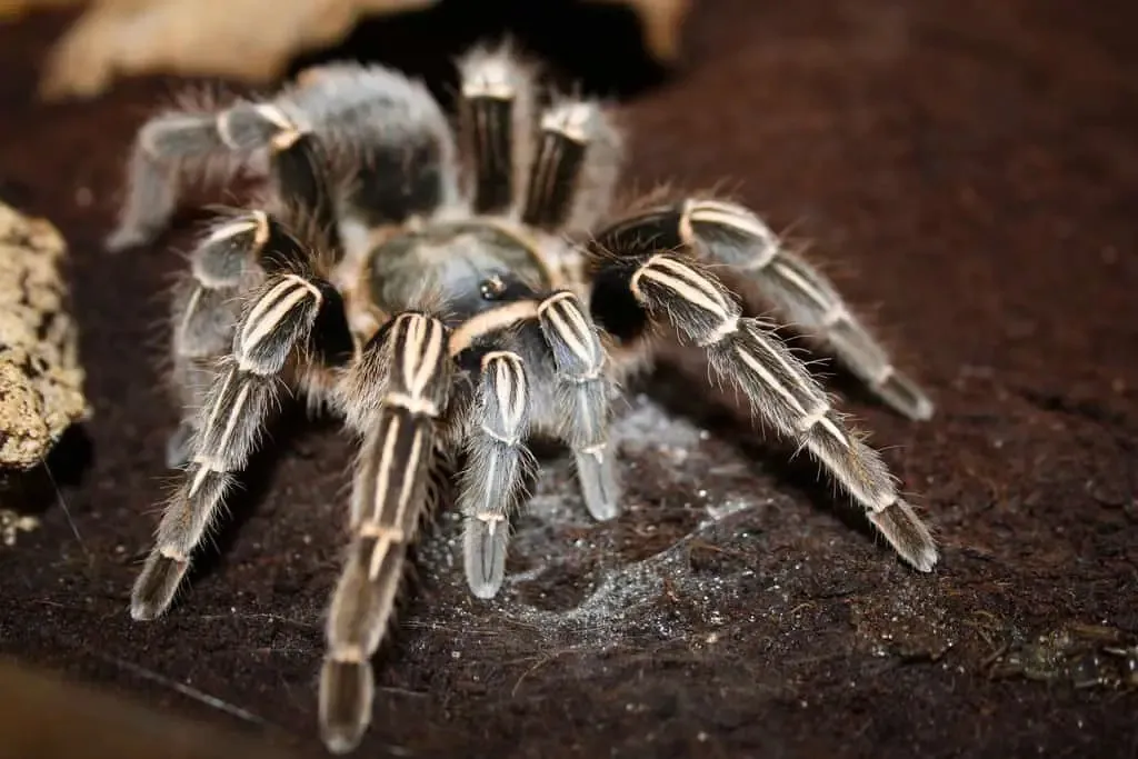 24368 costa rican black tarantula size