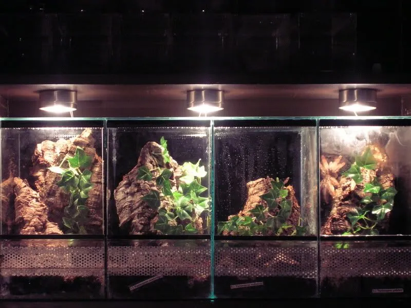 24369 tarantula substrate