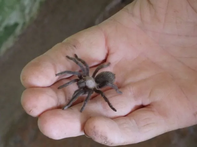 24370 crickets for tarantulas