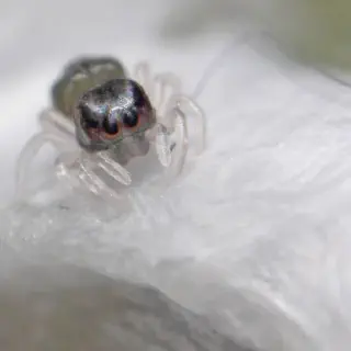 /img/24370-tarantula-clean-enclosure.webp