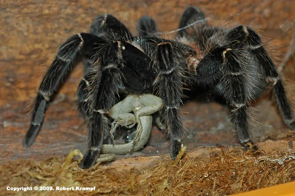24370 tarantula water dish