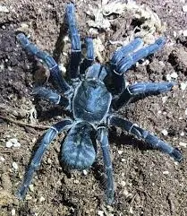 24371 vietnamese earth tiger tarantula enclosure