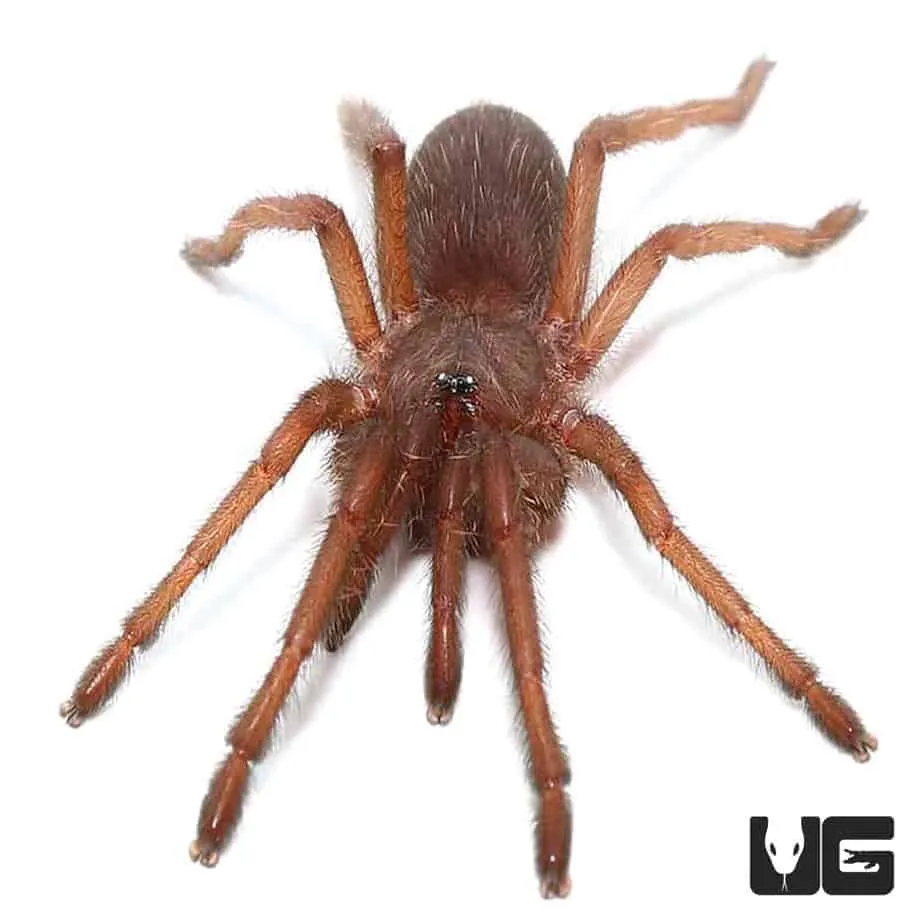 24371 vietnamese earth tiger tarantula feeding