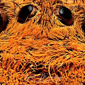 24371 vietnamese earth tiger tarantula habitat