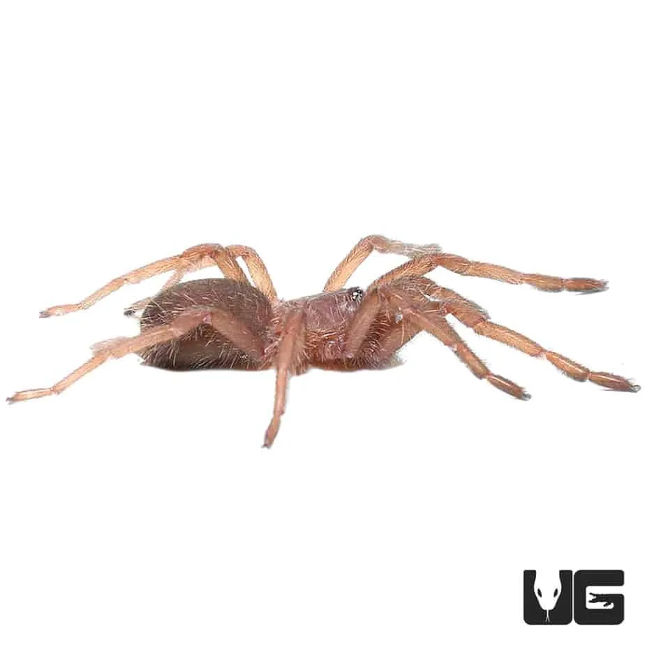 24371 vietnamese earth tiger tarantula handling