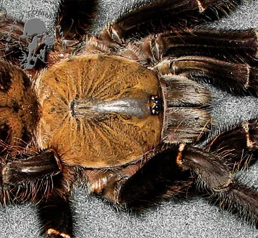 /img/24371-vietnamese-earth-tiger-tarantula-spiderling.webp