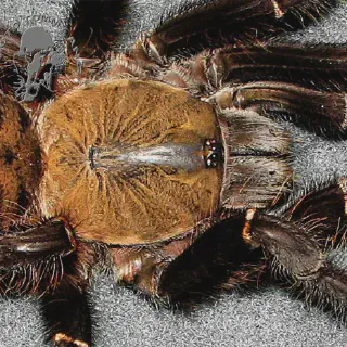 /img/24371-vietnamese-earth-tiger-tarantula-spiderling.webp