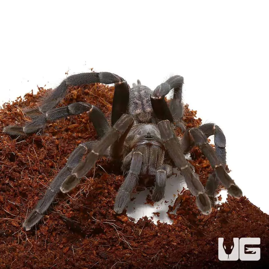 24371 vietnamese earth tiger tarantula substrate