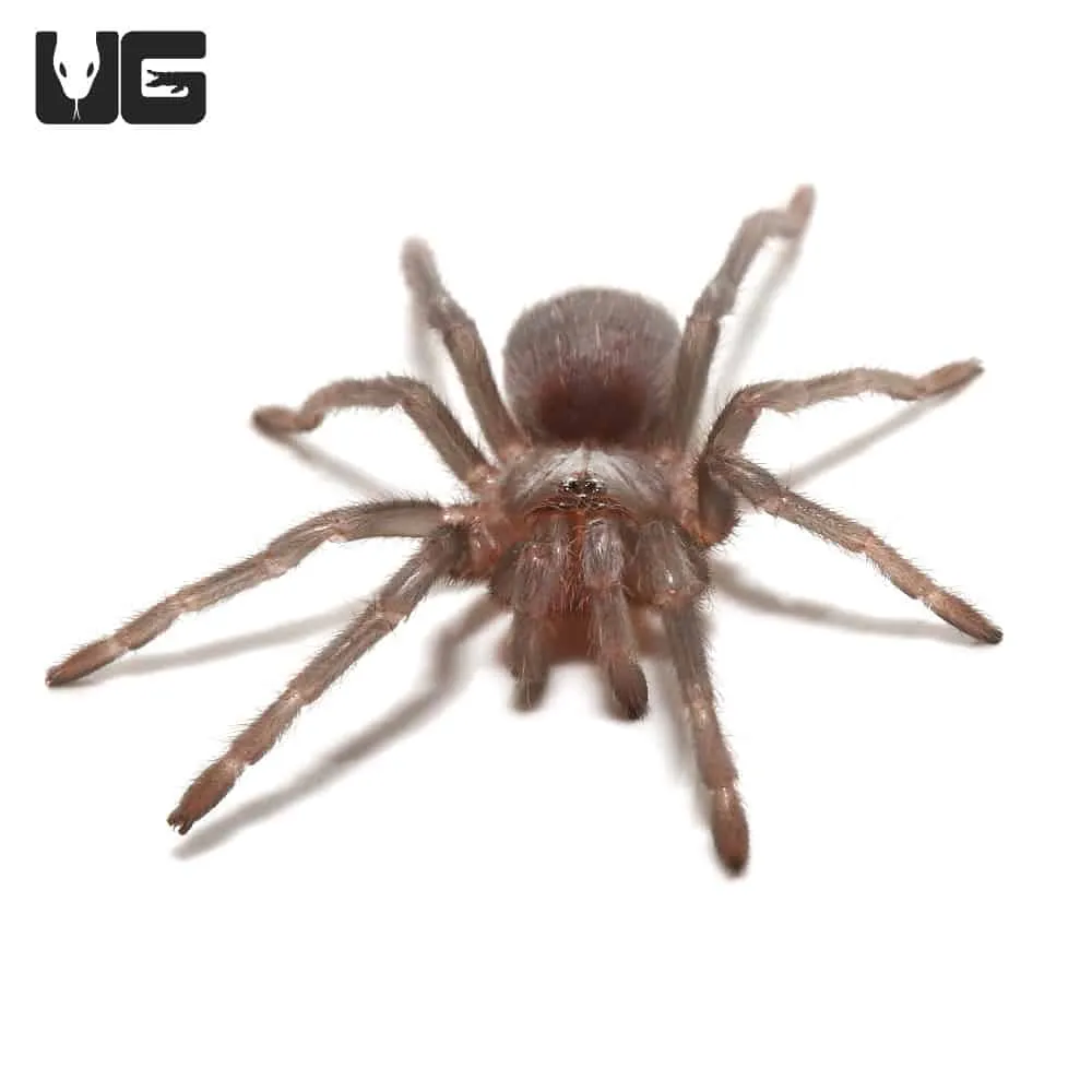 24373 blue violet tarantula 1