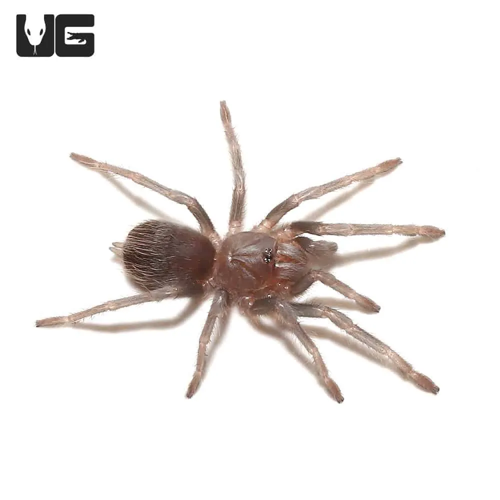 24373 blue violet tarantula 2