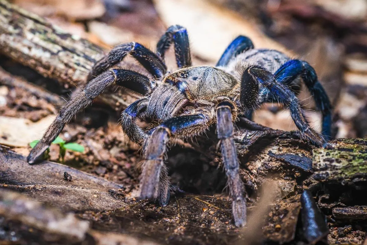 24373 blue violet tarantula 3