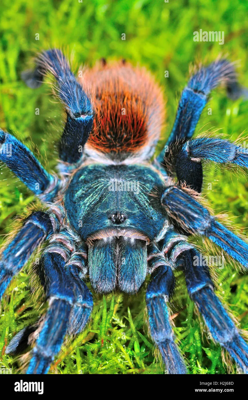 24373 blue violet tarantula 4
