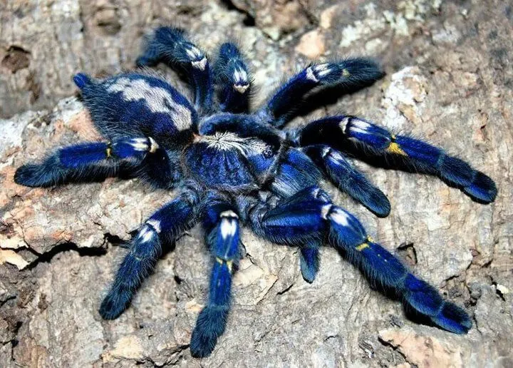 24373 blue violet tarantula 5