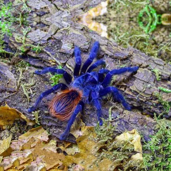 24373 blue violet tarantula 6