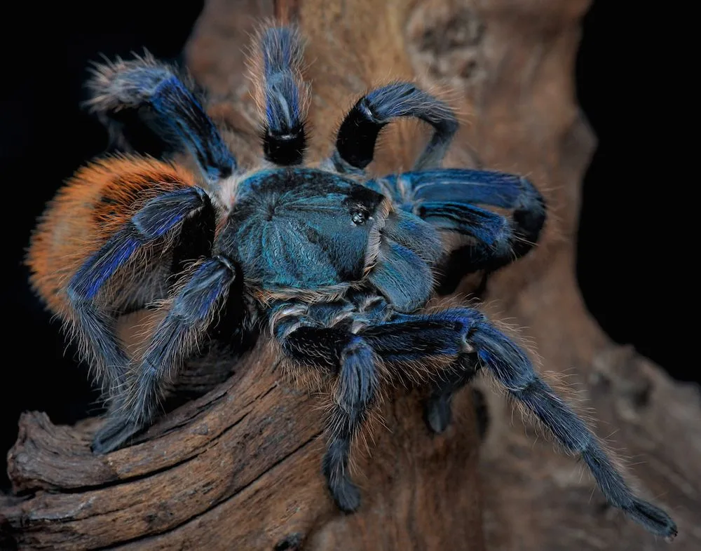 /img/24373-blue-violet-tarantula-7.webp