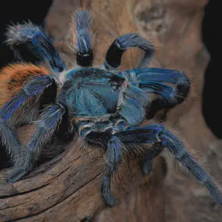 /img/24373-blue-violet-tarantula-7.webp