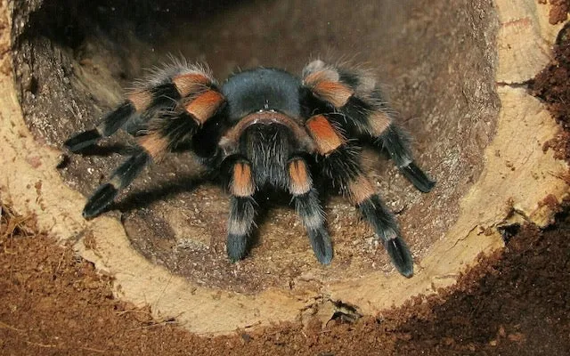 24374 tarantula anatomy