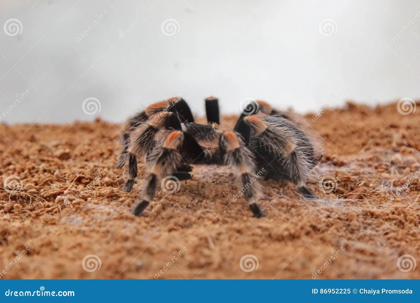 24374 tarantula defense