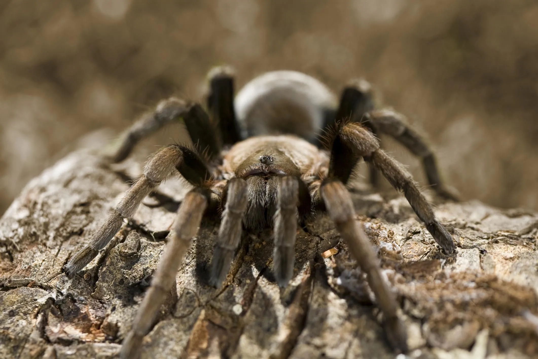 /img/24374-tarantula-habitat.webp