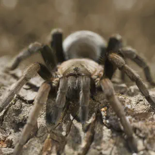/img/24374-tarantula-habitat.webp