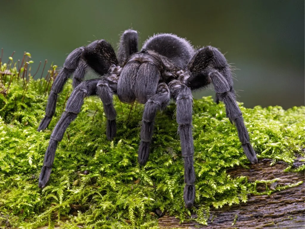 24374 treating tarantula bite