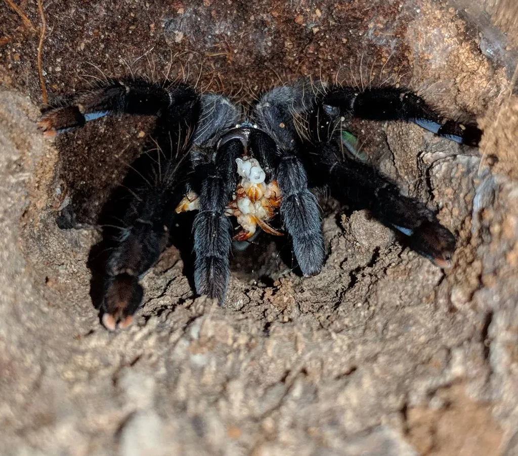 24375 adult tarantula feeding