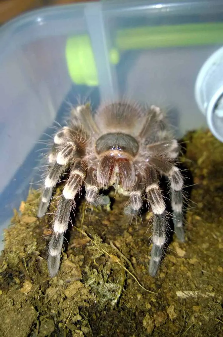 24375 crickets for tarantulas