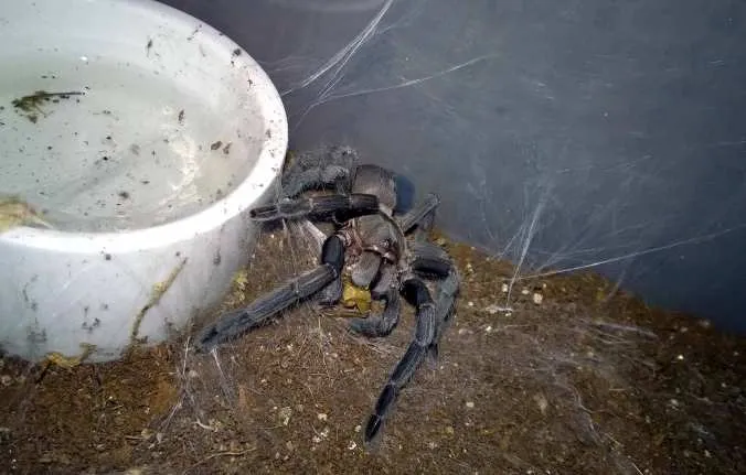 24375 feeding spiderlings