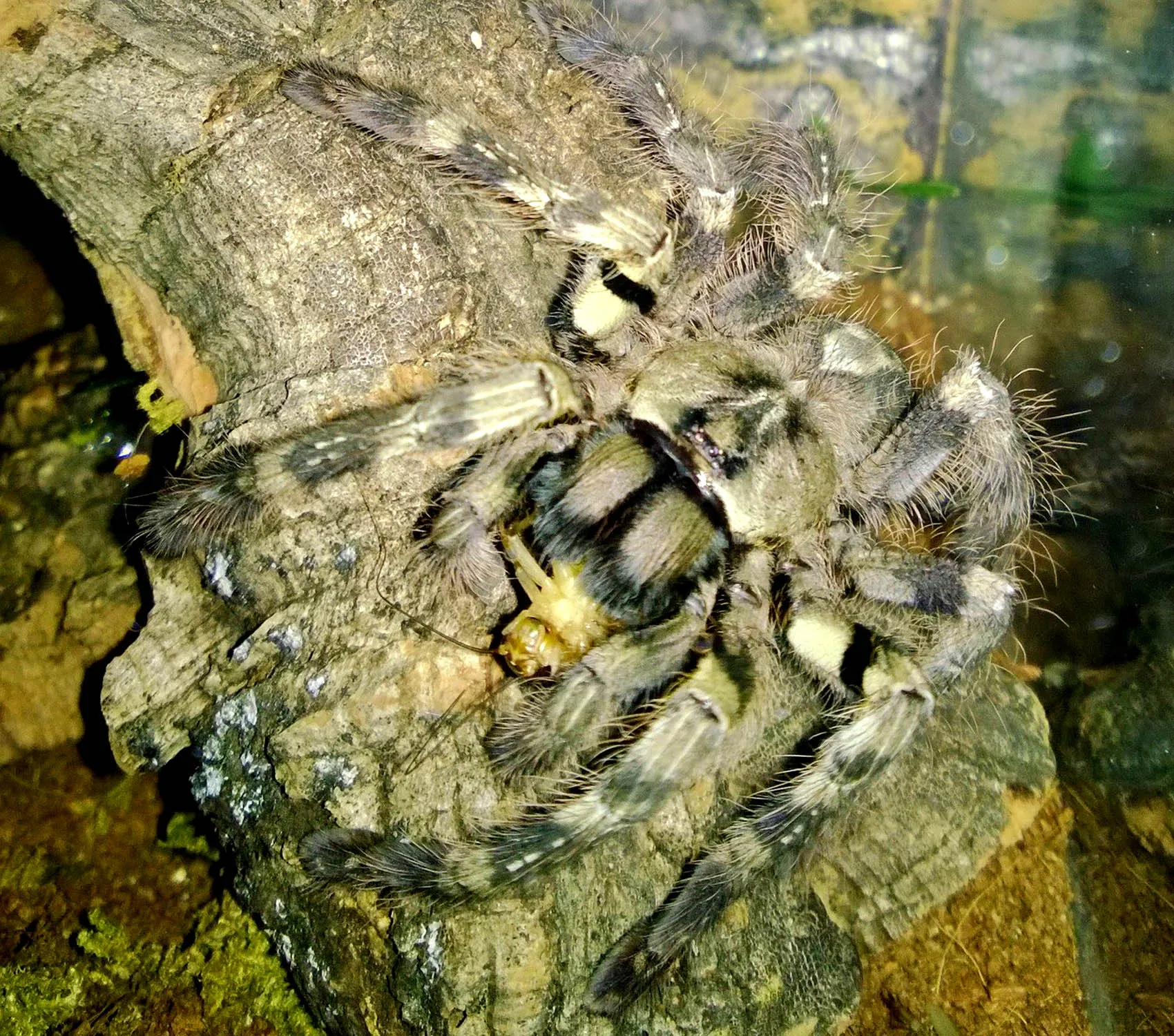 24375 roaches tarantula diet