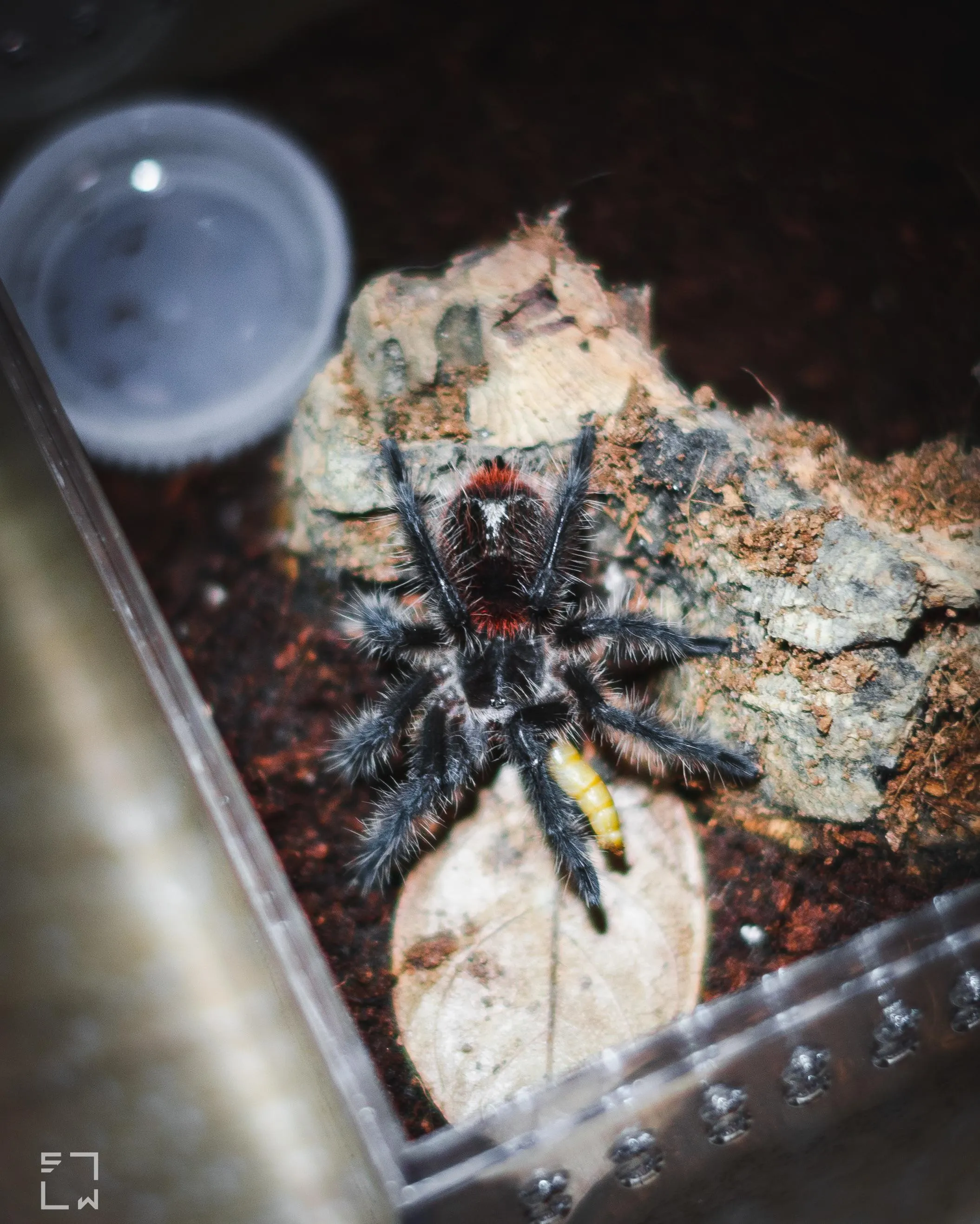 /img/24375-tarantula-water-dish.webp