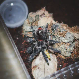 /img/24375-tarantula-water-dish.webp