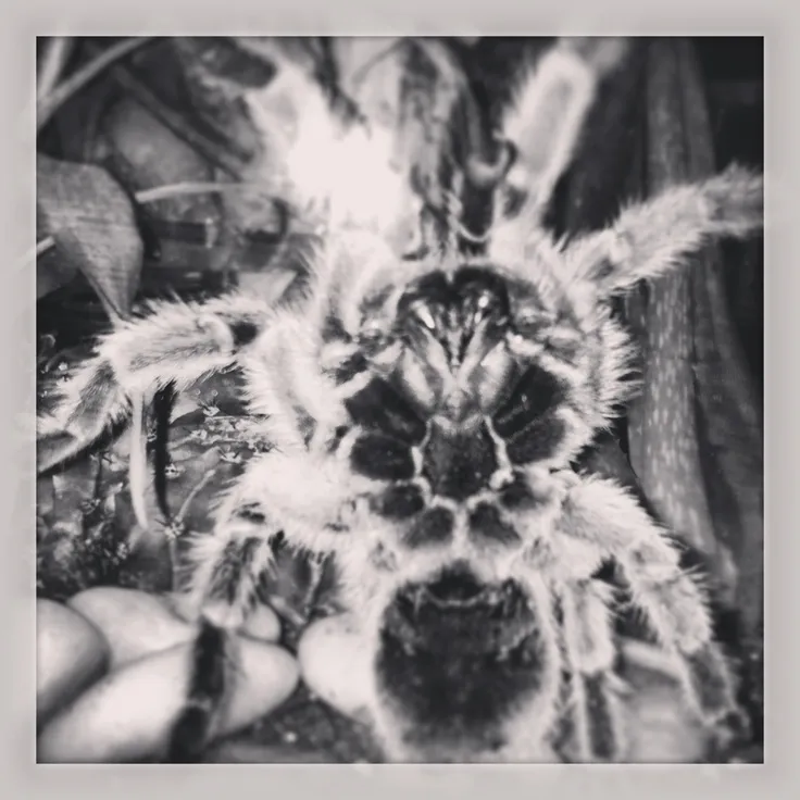 24376 chilean rose tarantula image 4
