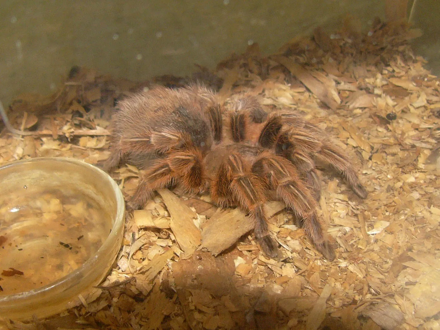 24376 chilean rose tarantula image 5