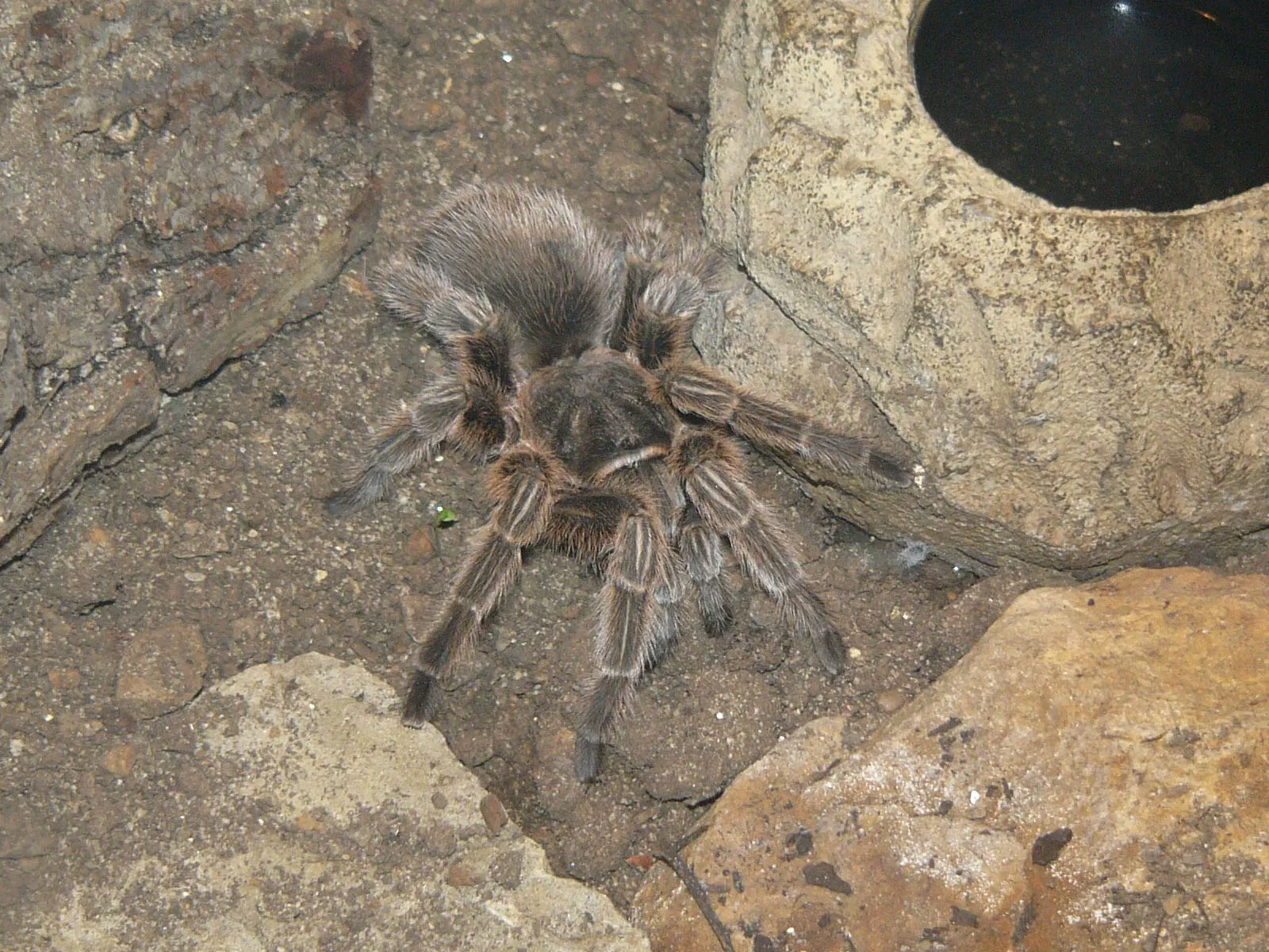 24376 chilean rose tarantula image 6