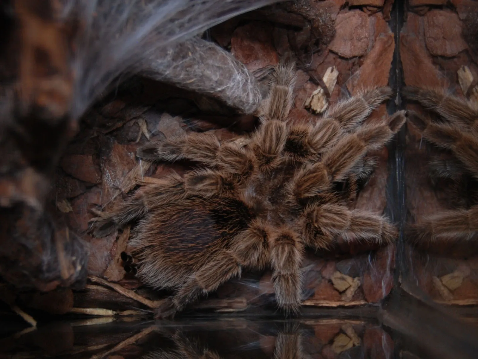 /img/24376-chilean-rose-tarantula-image-7.webp