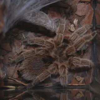 /img/24376-chilean-rose-tarantula-image-7.webp