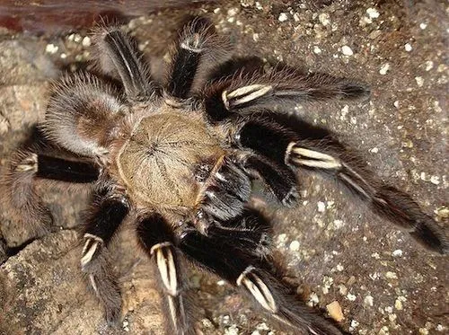 24377 tarantula sling feeding