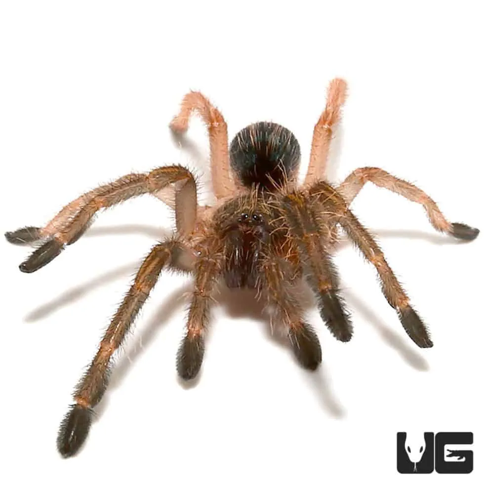 24377 tarantula sling handling