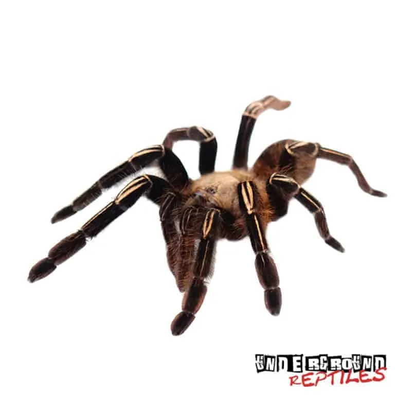 /img/24377-tarantula-sling-healthy.webp