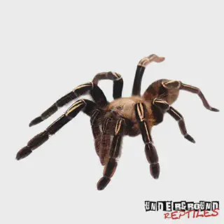 /img/24377-tarantula-sling-healthy.webp